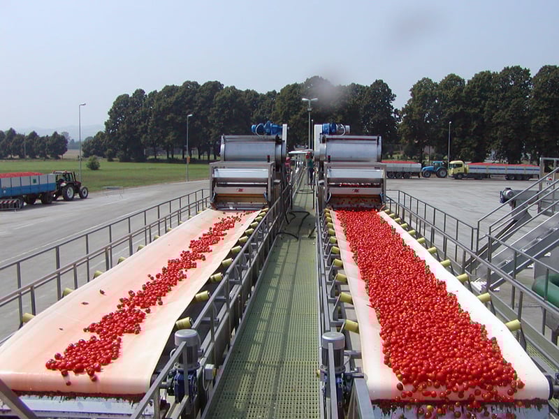 Raytec-Raynbow-tomato-sorting