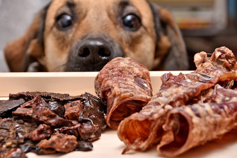 Dog looking at tasty food treats