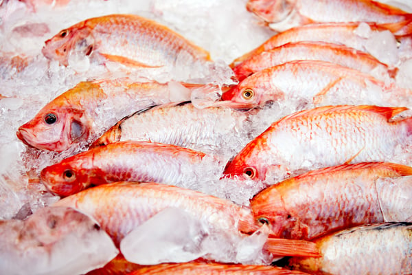 A Deep Dive into Seafood Processing in the UK