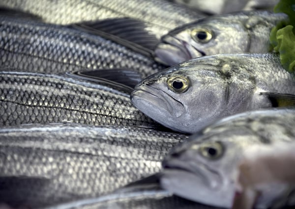 Plant based alternatives are the next big trend for Fish and Seafood Sector.