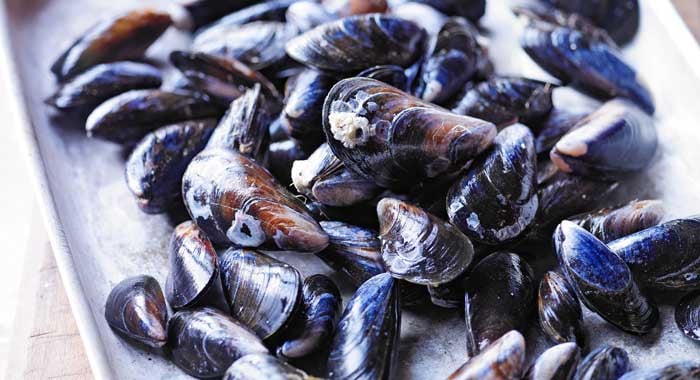 mussels